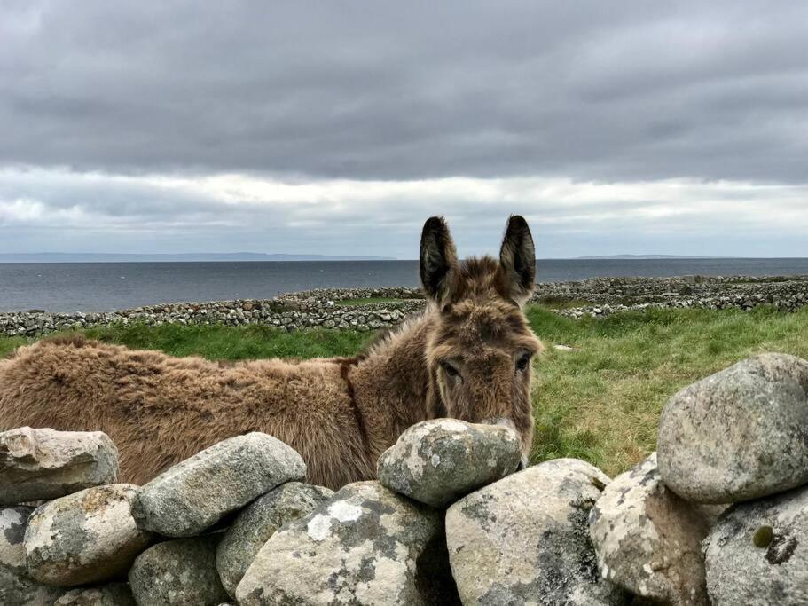 Appartamento Curlews Rest - Gateway To The Aran Islands Galway Esterno foto